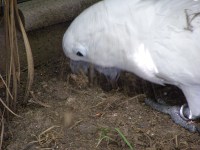 Playing on the Ground